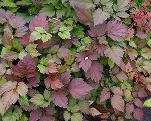 Astilbe 'Color Flash'