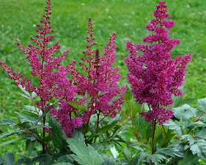 Astilbe 'Elizabeth van Veen'