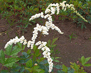 Astilbe 'Professor van der Wielen'