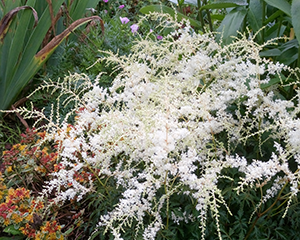 Astilbe 'White Sensation'