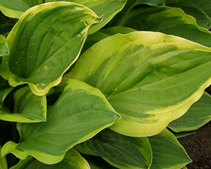 Hosta 'Golden Tiara'