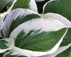 Fortune'i hosta  'Patriot'