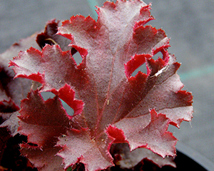 Heihēra 'Melting Fire'