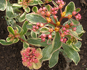 Laimiņš Kamčatkas 'Variegatum'