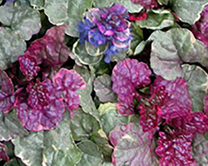 Cekuliņš ložņu 'Sugar Plum'