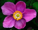 Anemone splendens