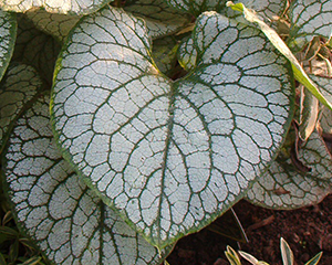 Brunnera liellapu 'Jack Frost'