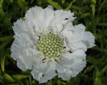 Scabiosa perfectaalba