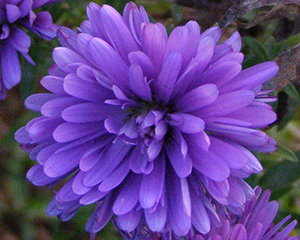 Ziemastere Jaunbeļģijas 'Almira Double Blue'