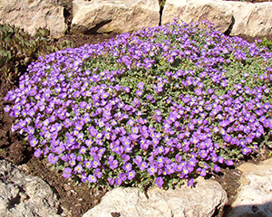 Obrēta deltveida 'Tauricola'