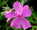 Phlox sub drummondpink