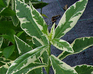 Floksis skarainais 'Nora Leigh' baltraibais