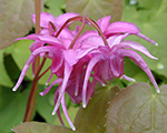 Epimedium grandiflorum rosequeen