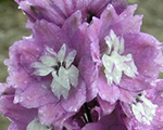 Delfīnija 'Deep Rose/White Bee'