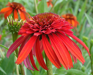 Ehinācija 'Hot Papaya'