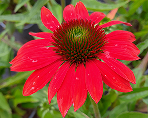 Ehinācija 'Pearl Red'