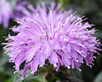 Monarda bluemoon