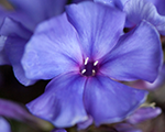 Phlox pan skyscraper