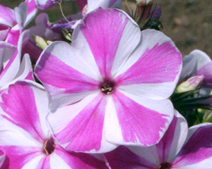 Floksis skarainais 'Adessa Special Lilac Twist'