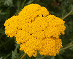 Achillea filipendulina summergold