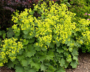 Rasaskrēsliņš mīkstais 'Irish Silk'