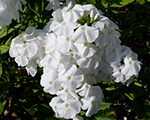 Phlox amplifolia whitetriumphator