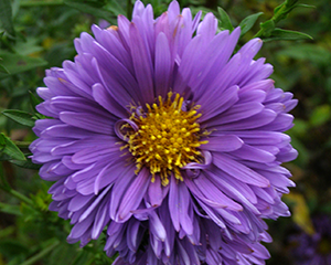 Ziemastere Jaunbeļģijas zila,puspildīta