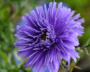 Ziemastere Jaunbeļģijas 'Percy Thrower'