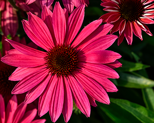 Ehinācija 'Pearl Magenta'