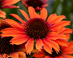 Echinacea pearlorange