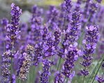 Lavanda šaurlapu 'Hidcote'