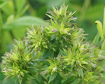 Phlox pan greenlady