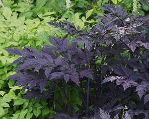 Sudrabsvece 'Black Negligee'