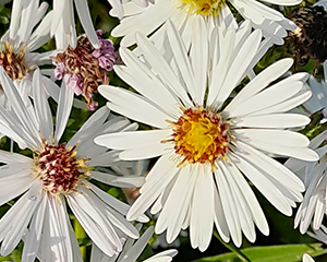 Ziemastere Jaunbeļģijas 'Boningale White'