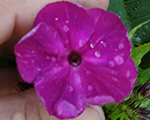 Phlox pan purplelady