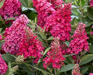 Budleja 'Butterfly Candy Little Ruby'