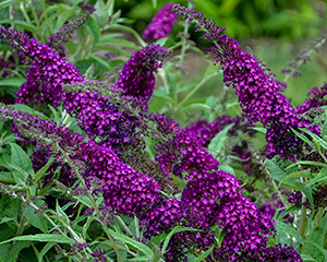 Budleja 'Magenta Munchkin'