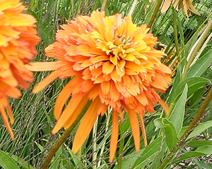 Ehinācija 'Marmalade'