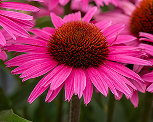 Ehinācija 'Pearl Dark Pink'