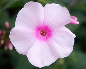 Floksis skarainais 'Narwianski Pink'
