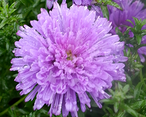 Ziemastere Jaunbeļģijas 'Magic Lavender'