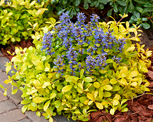 Cekuliņš 'Feathered Friends Cordial Canary'