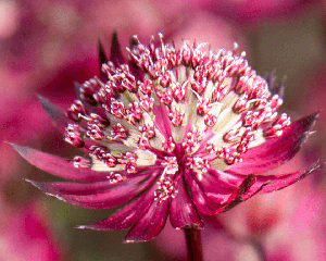 Astrancija 'Astra Red'