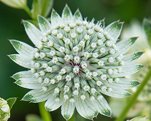 Astrancija 'Astra White'
