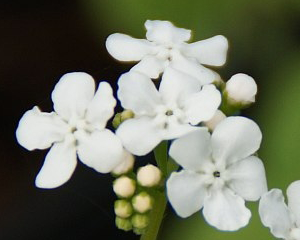 Brunnera liellapu 'Betty Bowring'