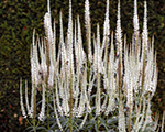 Veronicastrum virginicum diane