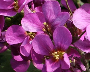 Arābe Ārendsa 'Compinkie'