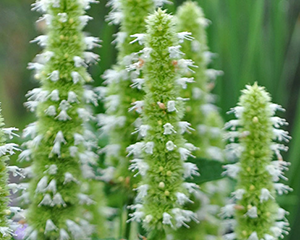 Agastahe 'Alabaster'