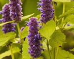 Agastache rugosa goldenjubilee