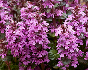 Cekuliņš ložņu 'Midnight Mystery'